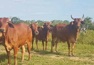 Bovinos da raça Sindi puros de origem (PO) da Embrapa reconhecidos pela ABCZ. Foto: Fernanda Birolo/Embrapa Semiárido