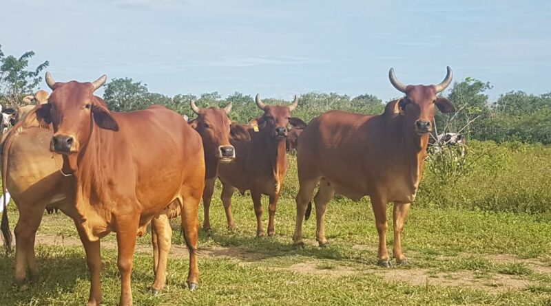 Bovinos da raça Sindi puros de origem (PO) da Embrapa reconhecidos pela ABCZ. Foto: Fernanda Birolo/Embrapa Semiárido