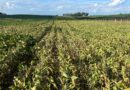 Colheita de soja avança com dificuldades e qualidade é afetada no RS, aponta Emater