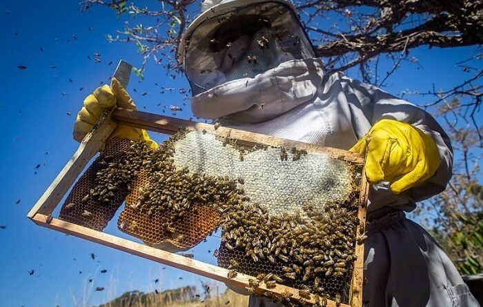 produção de abelhas