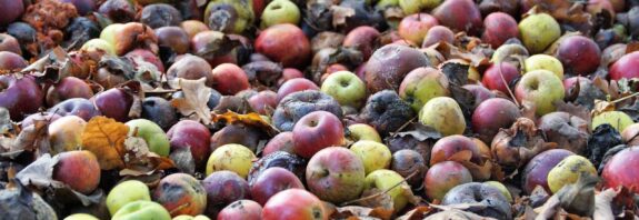 Alimentos; desperdício