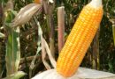 milho