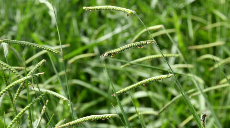 Embrapa lança nova braquiária com alta produtividade e foco no Cerrado