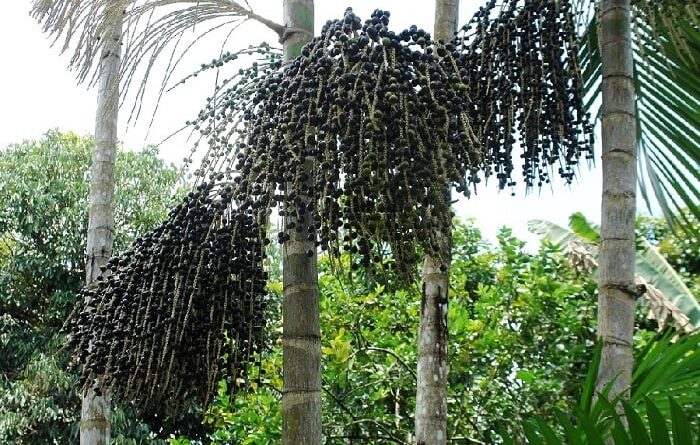 Embrapa leva capacitação sobre palmeiras e participa de feira de sementes no Amazonas