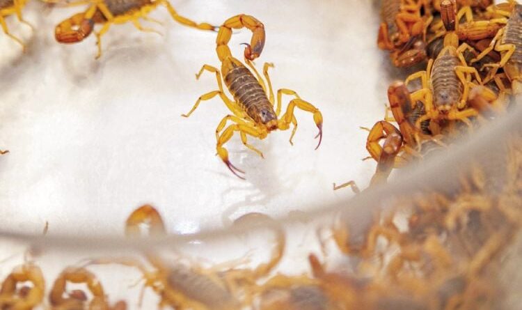 colônia de escopião-amerelo