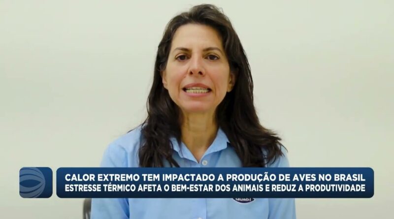 Estresse térmico reduz produtividade de aves no Brasil