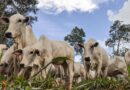 Vacas Nelore BRGN para inseminação artificial. A sigla BRGN é de Brasil Genética Nelore, desenvolvida pela Embrapa Cerrados desde o ano 2000. Foto: Fabiano Marques Dourado Bastos/Embrapa Cerrados