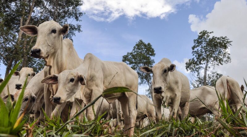 Vacas Nelore BRGN para inseminação artificial. A sigla BRGN é de Brasil Genética Nelore, desenvolvida pela Embrapa Cerrados desde o ano 2000. Foto: Fabiano Marques Dourado Bastos/Embrapa Cerrados
