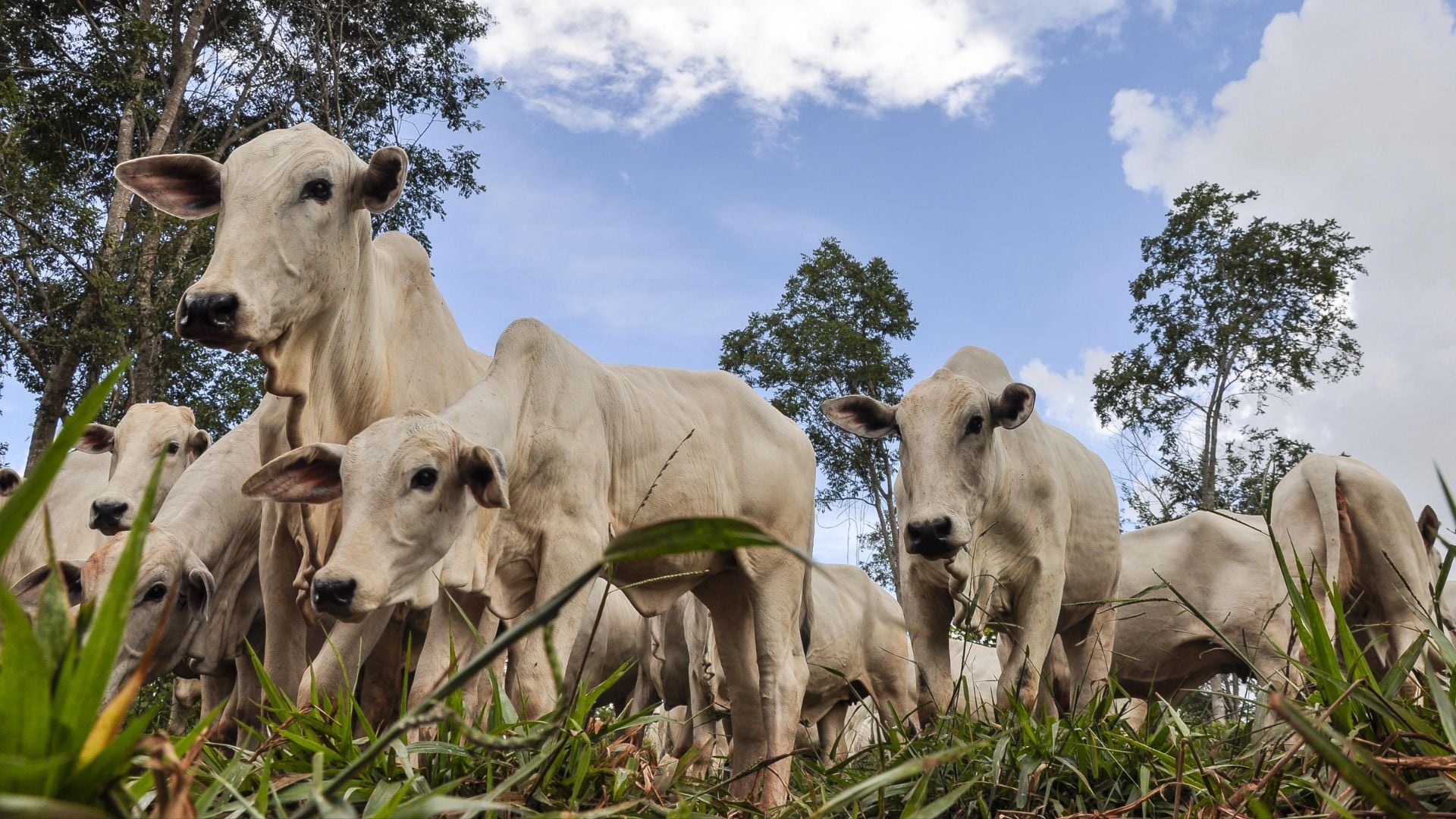 Vacas Nelore BRGN para inseminação artificial. A sigla BRGN é de Brasil Genética Nelore, desenvolvida pela Embrapa Cerrados desde o ano 2000. Foto: Fabiano Marques Dourado Bastos/Embrapa Cerrados