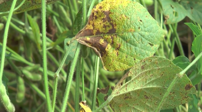 Ferrugem asiática na soja