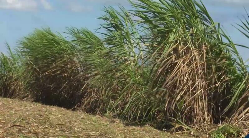 Fertilizantes têm alta de até 63% e afetam relação de troca no Brasil