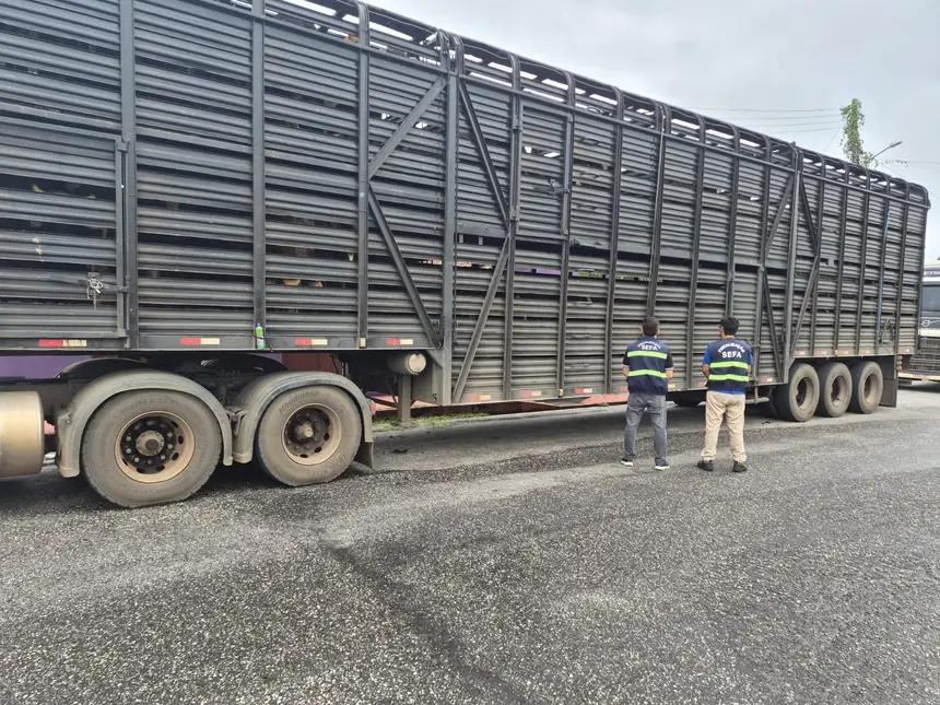 gado; apreensão
