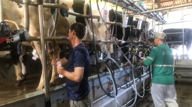 Dois homens fazendo a ordenha mecânica