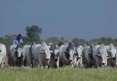 Foto: Reprodução/Giro do Boi.