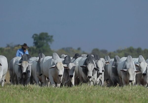 Foto: Reprodução/Giro do Boi.