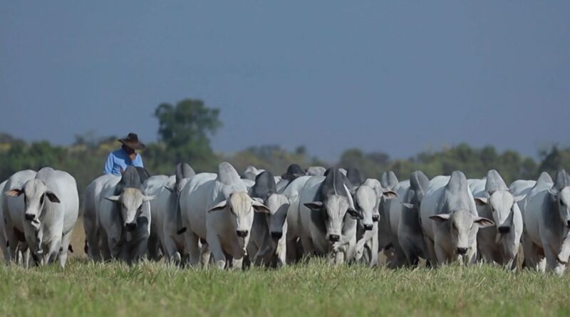 Foto: Reprodução/Giro do Boi.