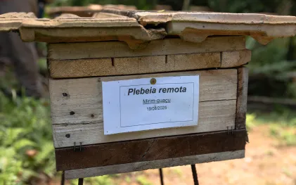 Mirim-guaçu; abelha