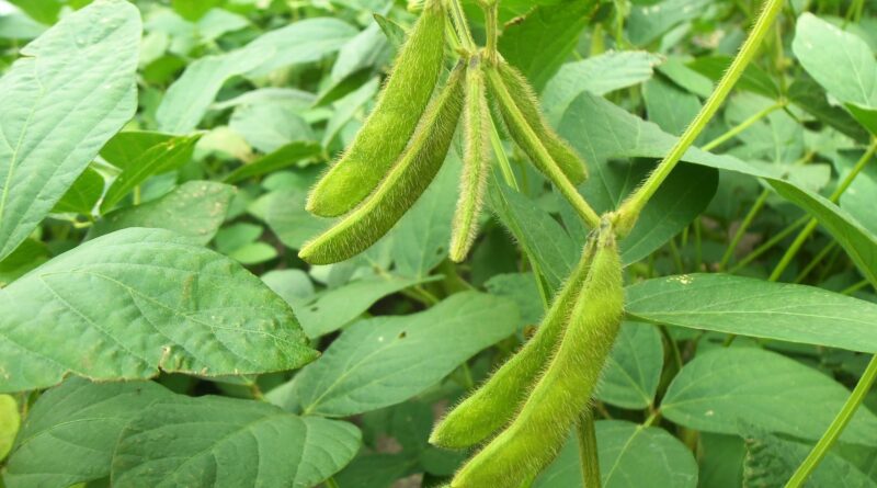 Março travado na soja expõe impasse entre produtores e compradores e limita negócios