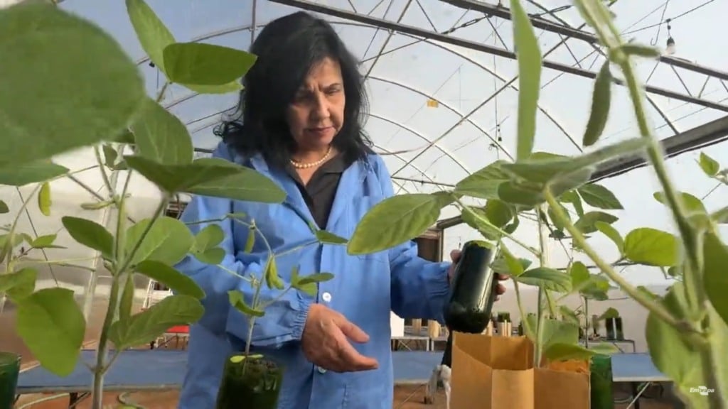 Mariangela Hungria, pesquisadora da Embrapa Soja, é laureada com Prêmio Mundial da Alimentação