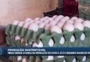 Minas Gerais se destaca na produção de ovos em 2025