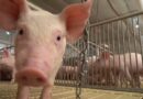 Ministério da Agricultura estabelece novas regras para saúde animal