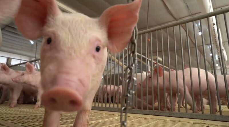 Ministério da Agricultura estabelece novas regras para saúde animal