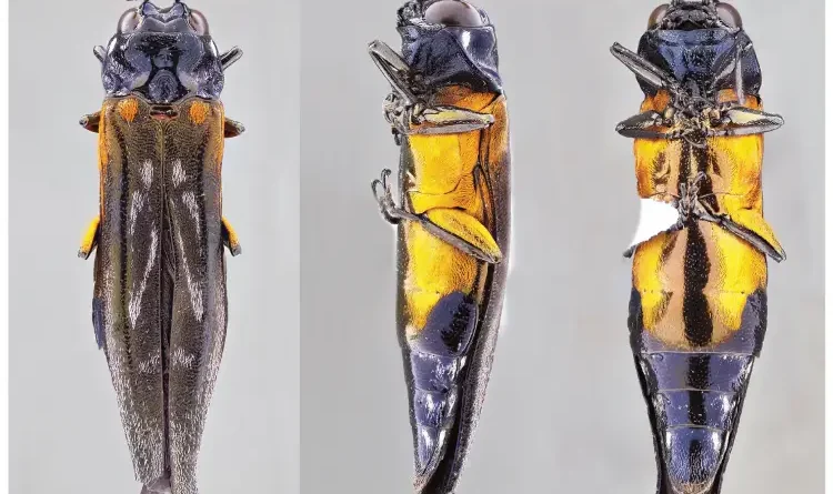 espécie nova de besouro-joia