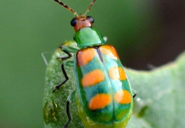 vaquinha-verde-amarela