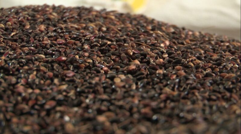 Foto: Reprodução/Giro do Boi.