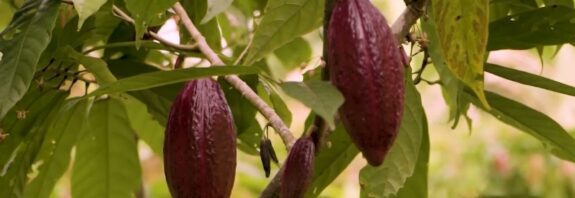 Pesquisa da Unesp revela como melhorar a qualidade e o valor do chocolate amazônico