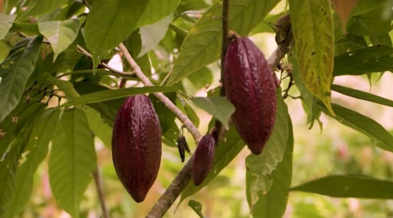 Pesquisa da Unesp revela como melhorar a qualidade e o valor do chocolate amazônico