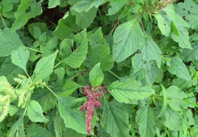 Planta daninha Caruru Roxo em uma lavoura