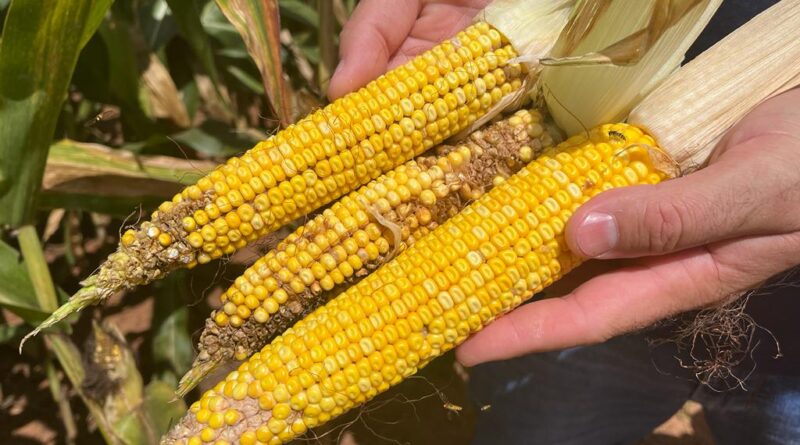 Praga do milho provoca prejuízo de R$ 33,6 bilhões por ano, mostra Embrapa