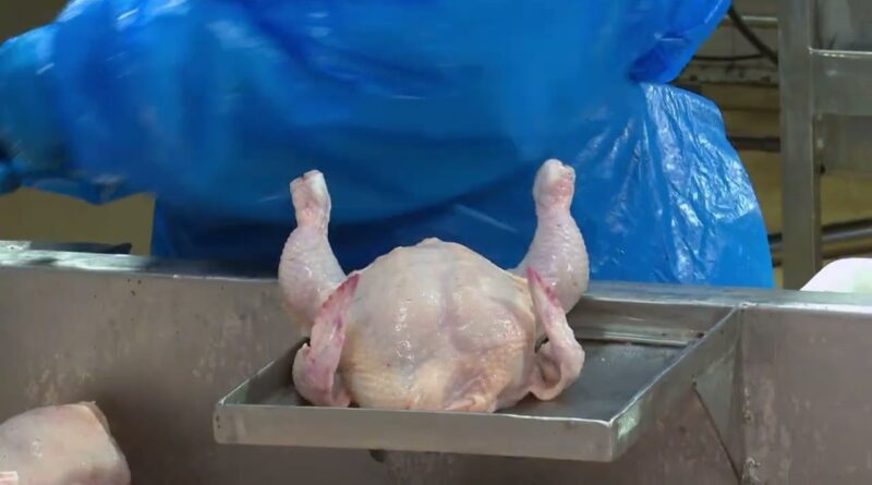 Preço do frango resfriado sobe 6,6% em abril na Grande SP