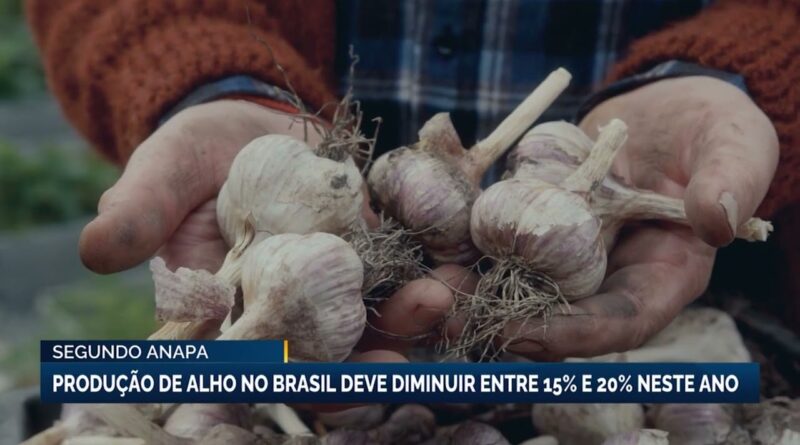 Produção de alho no Brasil deve cair até 20% em 2026