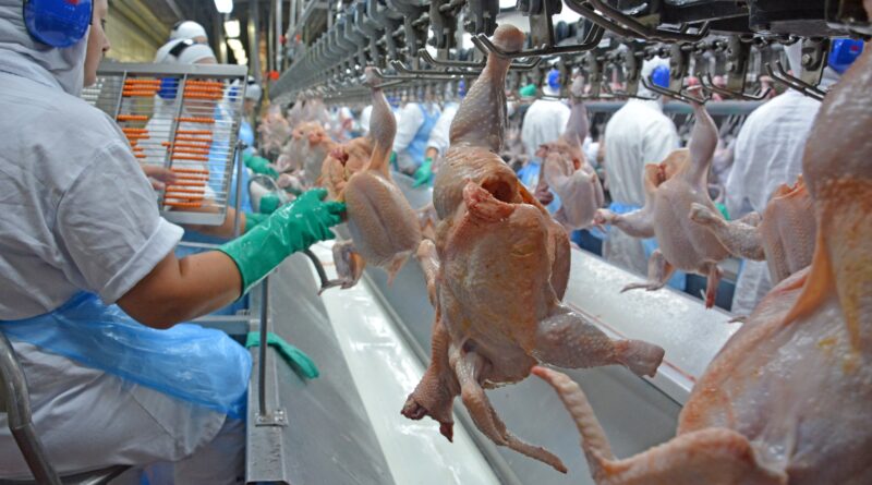 Frango de corte, avícola