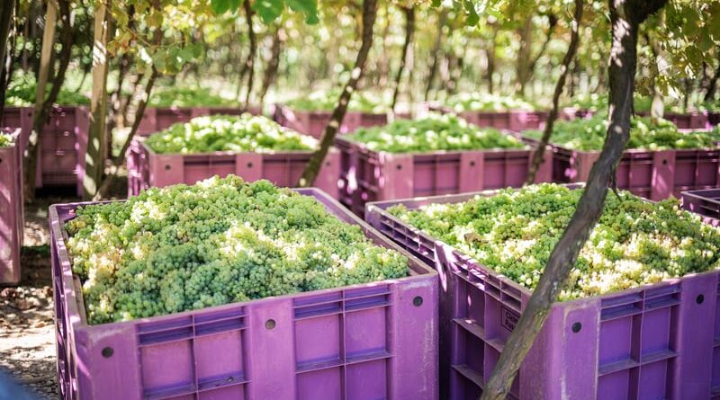 produção de uvas para vinho