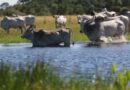 Produtores do Pantanal devem ficar atentos à demarcação de áreas da União; entenda o motivo