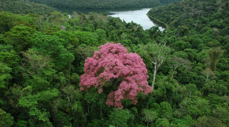 Mata Atlântica; Minas Gerais