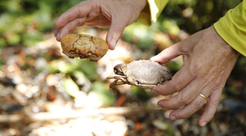 Projeto transforma resíduos de caranguejos e siris em fertilizantes
