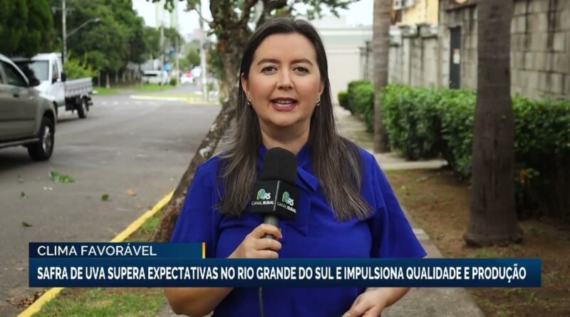 Safra de uva no Rio Grande do Sul supera expectativas