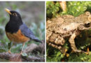 Sapo que canta como um pássaro? Pesquisadores identificam espécie curiosa