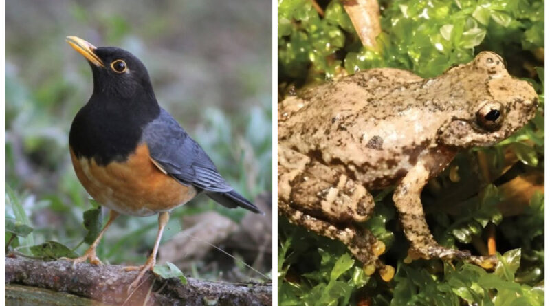 Sapo que canta como um pássaro? Pesquisadores identificam espécie curiosa