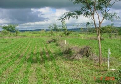 Sistema agroflorestal mantém produção de grãos e dobra carbono no solo do Cerrado