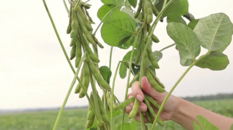 Soja impulsiona Goiás, que mantém expectativa de safra robusta para 2025/26