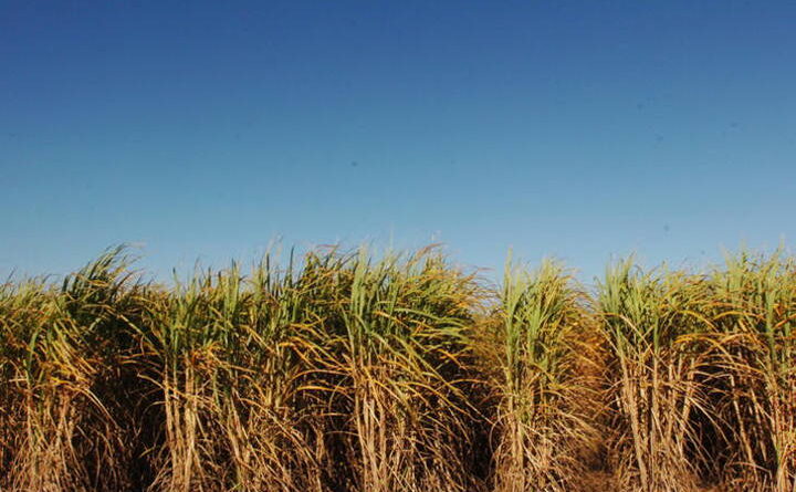 Unica: Safra 2025/26 de cana cai 1,7%, com 611 milhões de toneladas