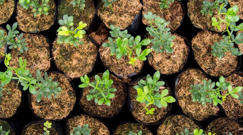 Limão tahiti; mudas de porta-enxerto