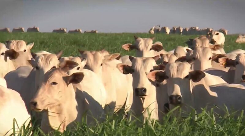 Foto: Reprodução/Giro do Boi.