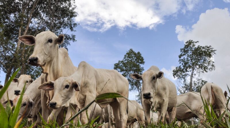 Vacas Nelore BRGN para inseminação artificial. A sigla BRGN é de Brasil Genética Nelore, desenvolvida pela Embrapa Cerrados desde o ano 2000. Foto: Fabiano Marques Dourado Bastos/Embrapa Cerrados