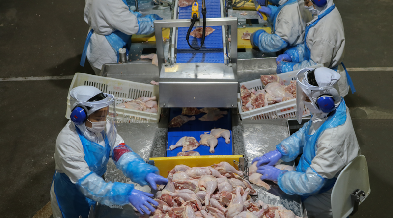 carne de frango, seara, frigoríficos, aves, carnes, exportações